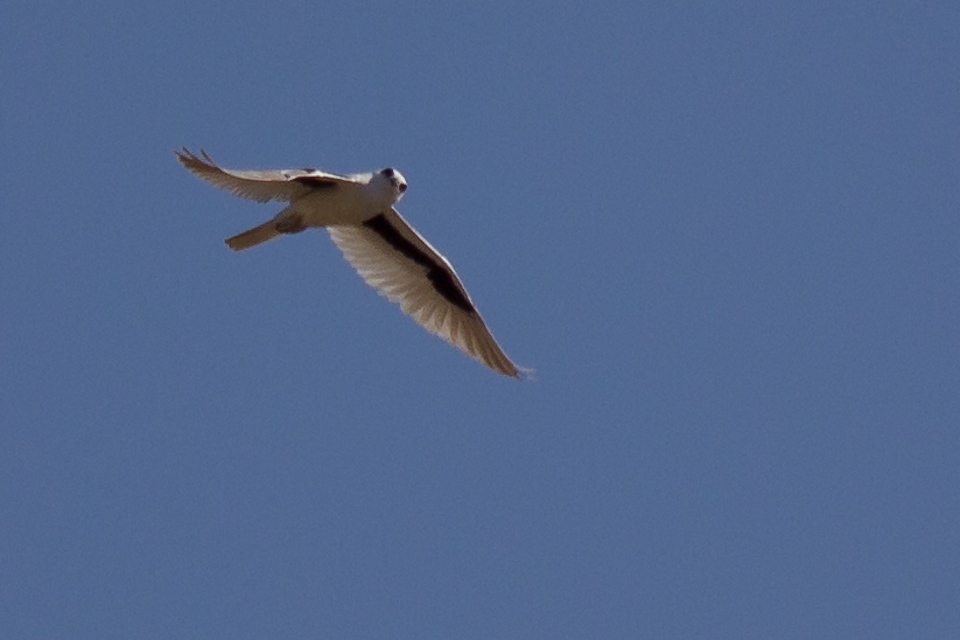 Letter-winged Kite (Elanus scriptus)